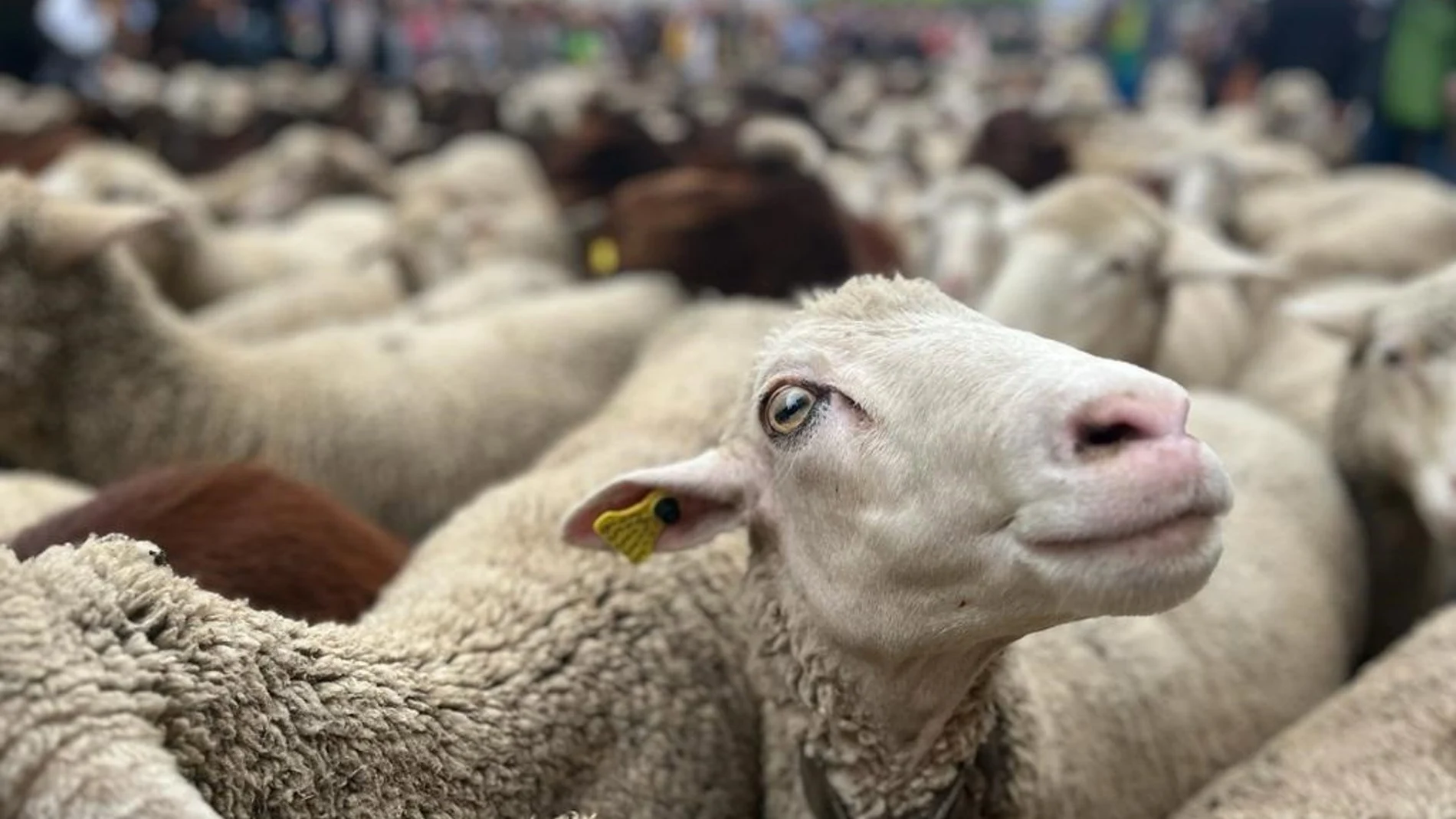 Economía/Ganadería.- Cantabria detecta los primeros casos del serotipo 3 de lengua azul, con tres focos confirmados