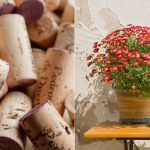 No es por estética: por qué se recomienda poner corchos en la tierra de las plantas y para qué sirve