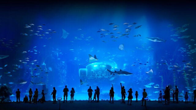 Este rincón marino en España te dejará sin aliento: más de 350 especies y una ventana gigante al océano en el acuario más grande de Europa
