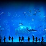 Este rincón marino en España te dejará sin aliento: más de 350 especies y una ventana gigante al océano en el acuario más grande de Europa