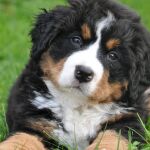 10 razas de perros que forman los lazos emocionales más profundos con sus dueños