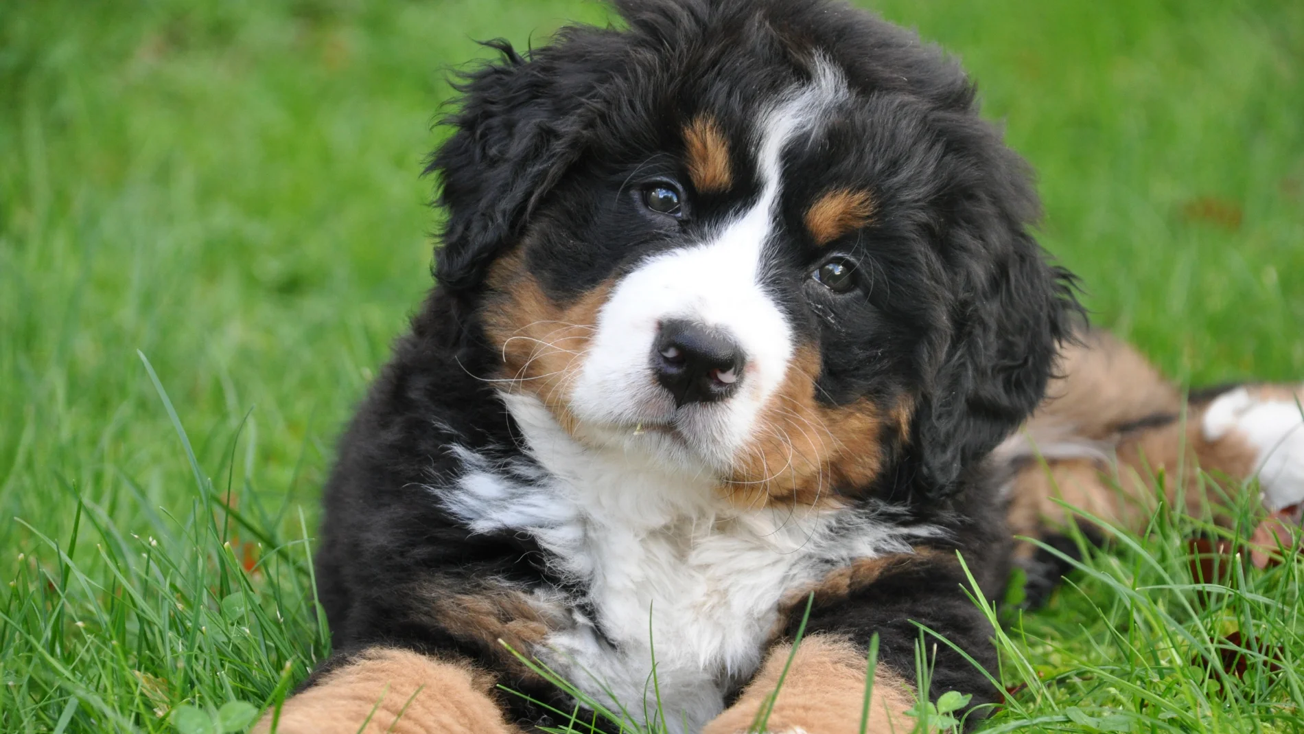 10 razas de perros que forman los lazos emocionales más profundos con sus dueños