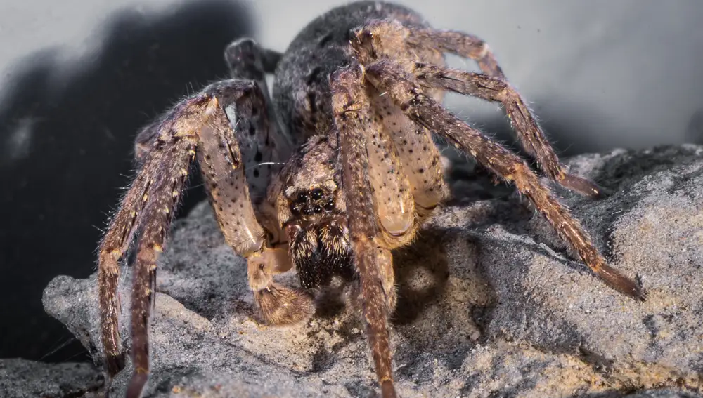 Tegenaria domestica