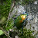Escarabajo verde sobre un árbol
