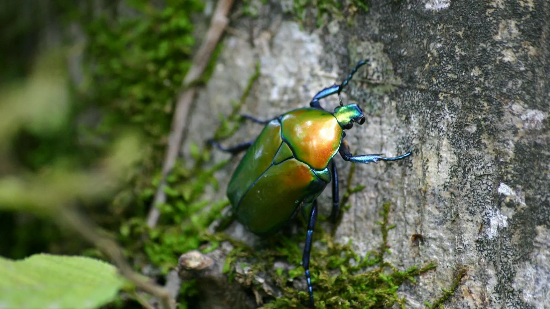 Escarabajo verde sobre un árbol