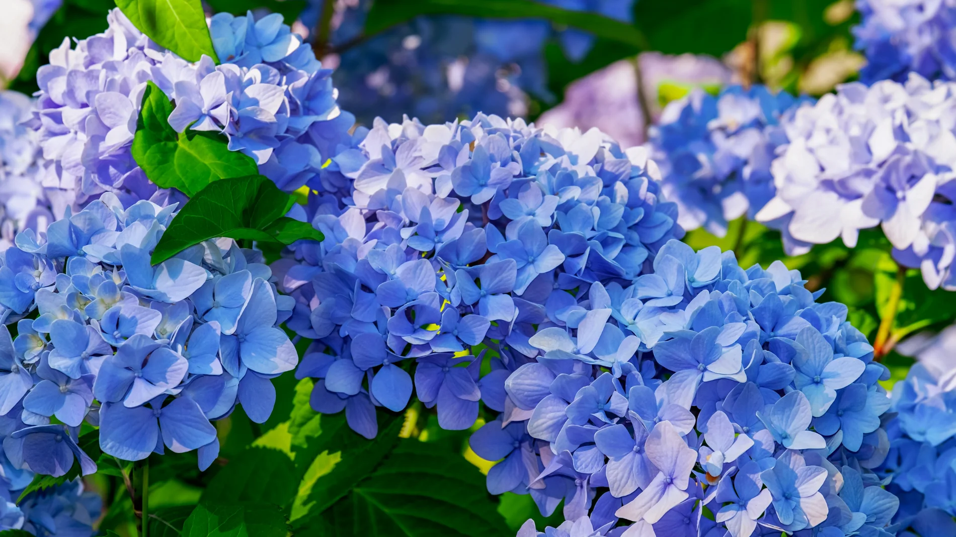 Las hortensias florecerán de un azul brillante si se espolvorea un ingrediente de cocina en la tierra