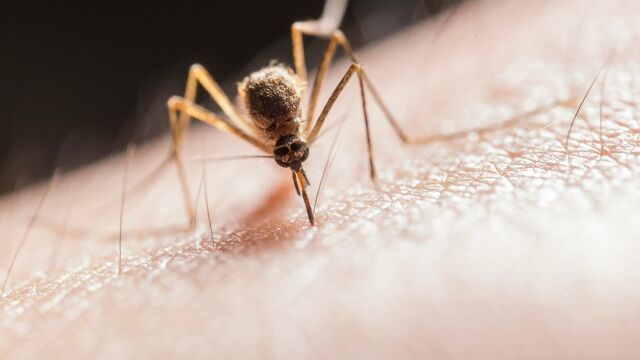 Mosquito picando