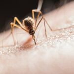 Mosquito picando