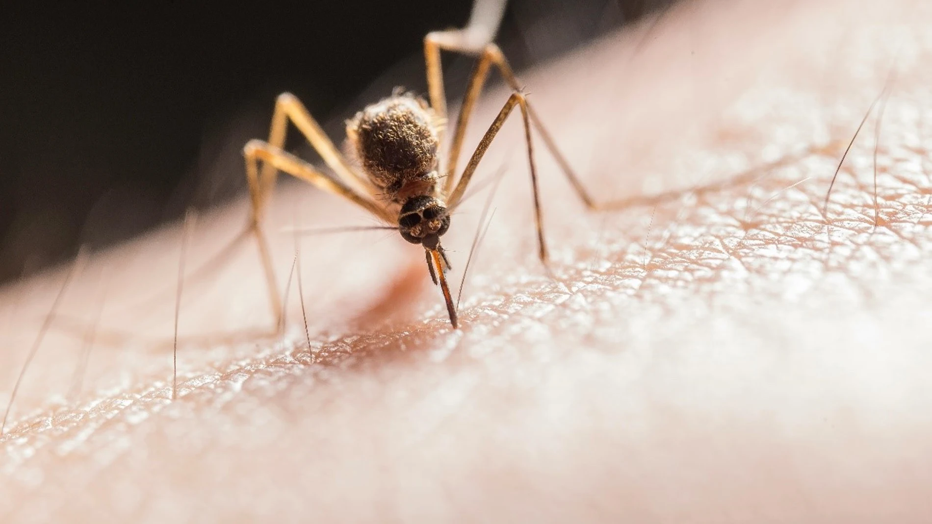Mosquito picando