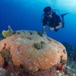 Innova.- Investigadores avisan: el calor amenaza incluso a los corales más resistentes del Caribe