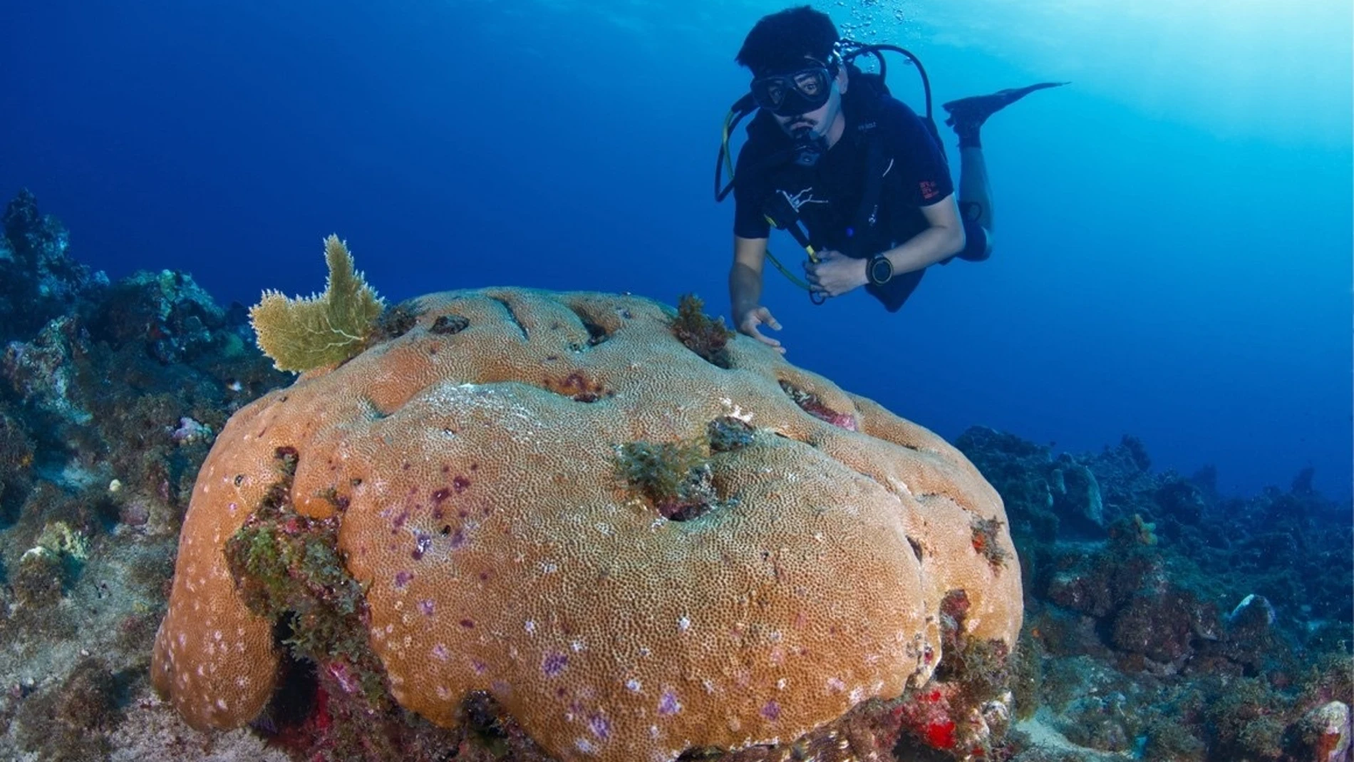 El coral masivo Siderastrea siderea en el arrecife Caye d’Olbian, Martinica. REMITIDA / HANDOUT por EWAN TRÉGAROT. Fotografía remitida a medios de comunicación exclusivamente para ilustrar la noticia a la que hace referencia la imagen, y citando la procedencia de la imagen en la firma 24/07/2025