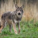 Alianza Verde recurre el plan de gestión del lobo de Cantabria y pide que se suspendan las extracciones
