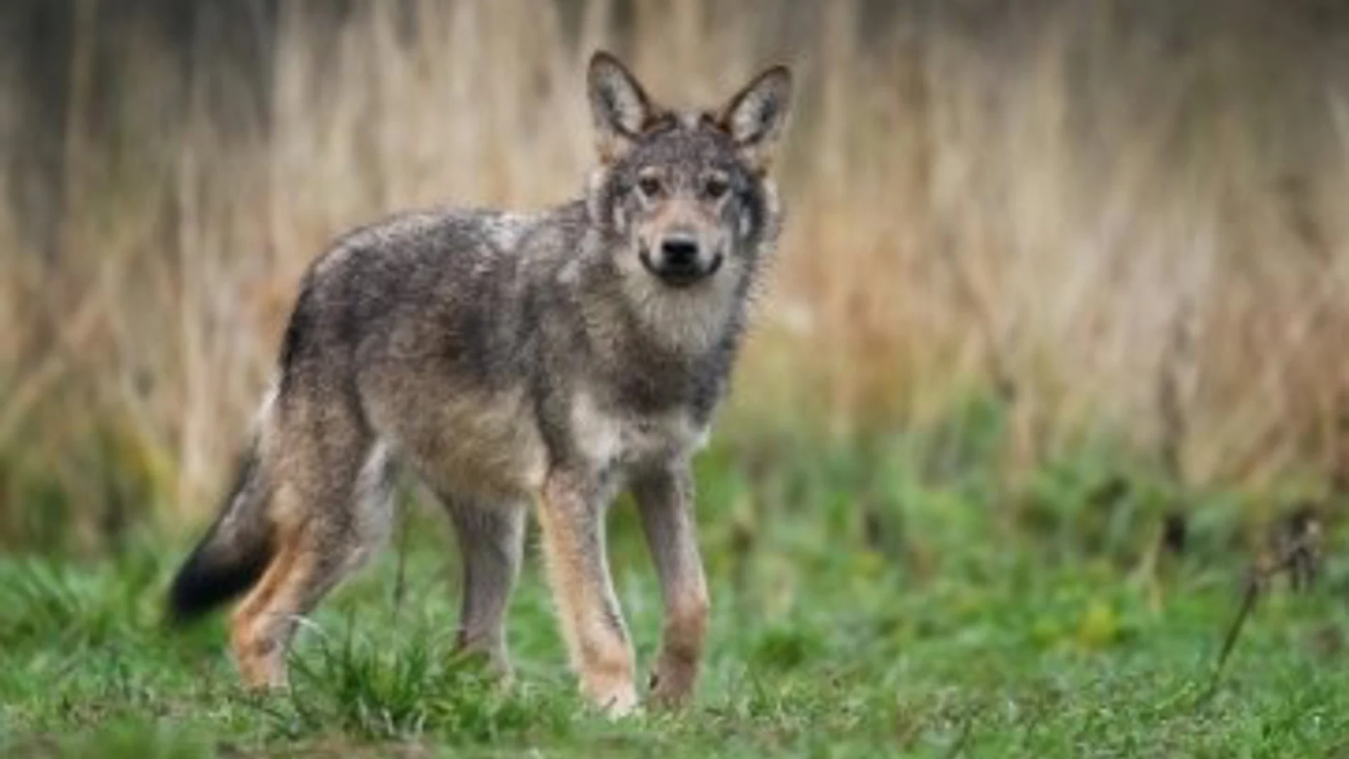 Alianza Verde recurre el plan de gestión del lobo de Cantabria y pide que se suspendan las extracciones