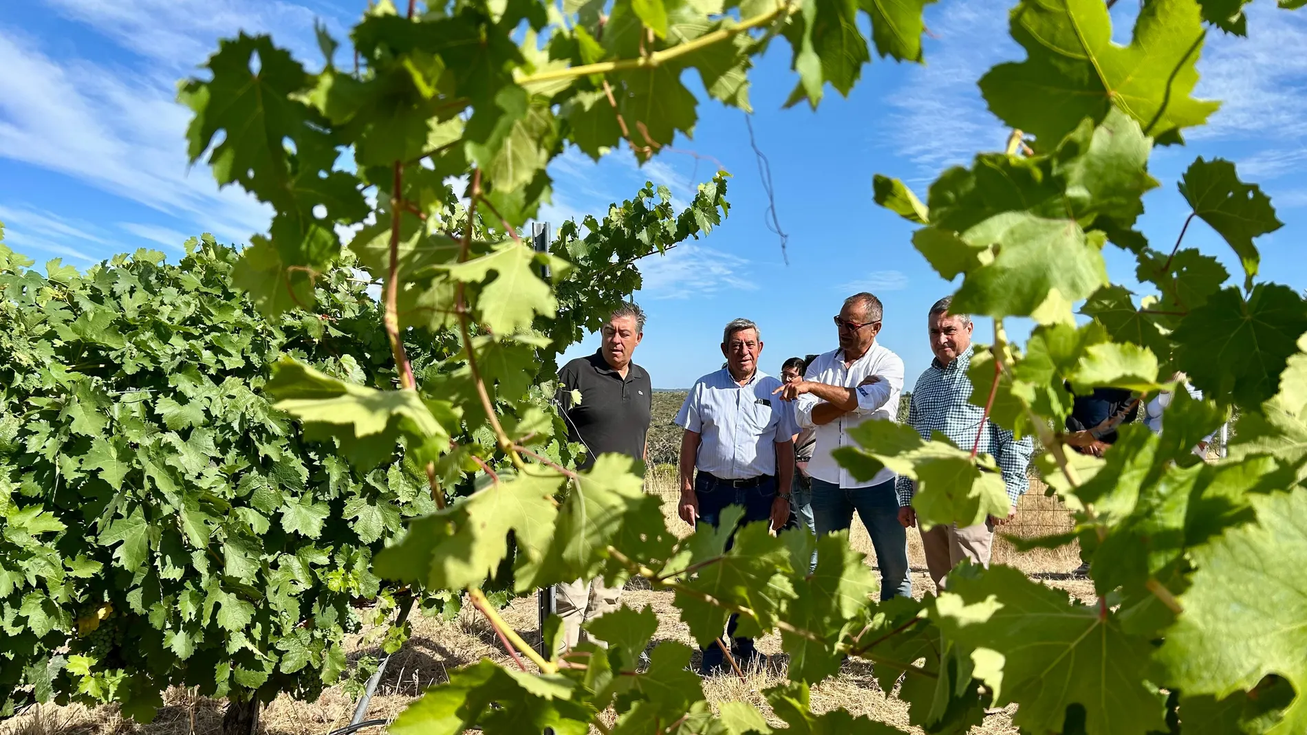 El director general del Itacyl, Rafal Sáez, visita los ensayos de la DO Arribes