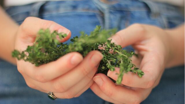 La planta más efectiva contra el dolor de garganta, según estudios 