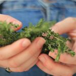 La planta más efectiva contra el dolor de garganta, según estudios 