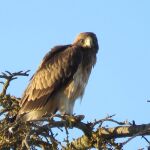 Uno de los ejemplares de águila que ya sobrevuela Valladolid