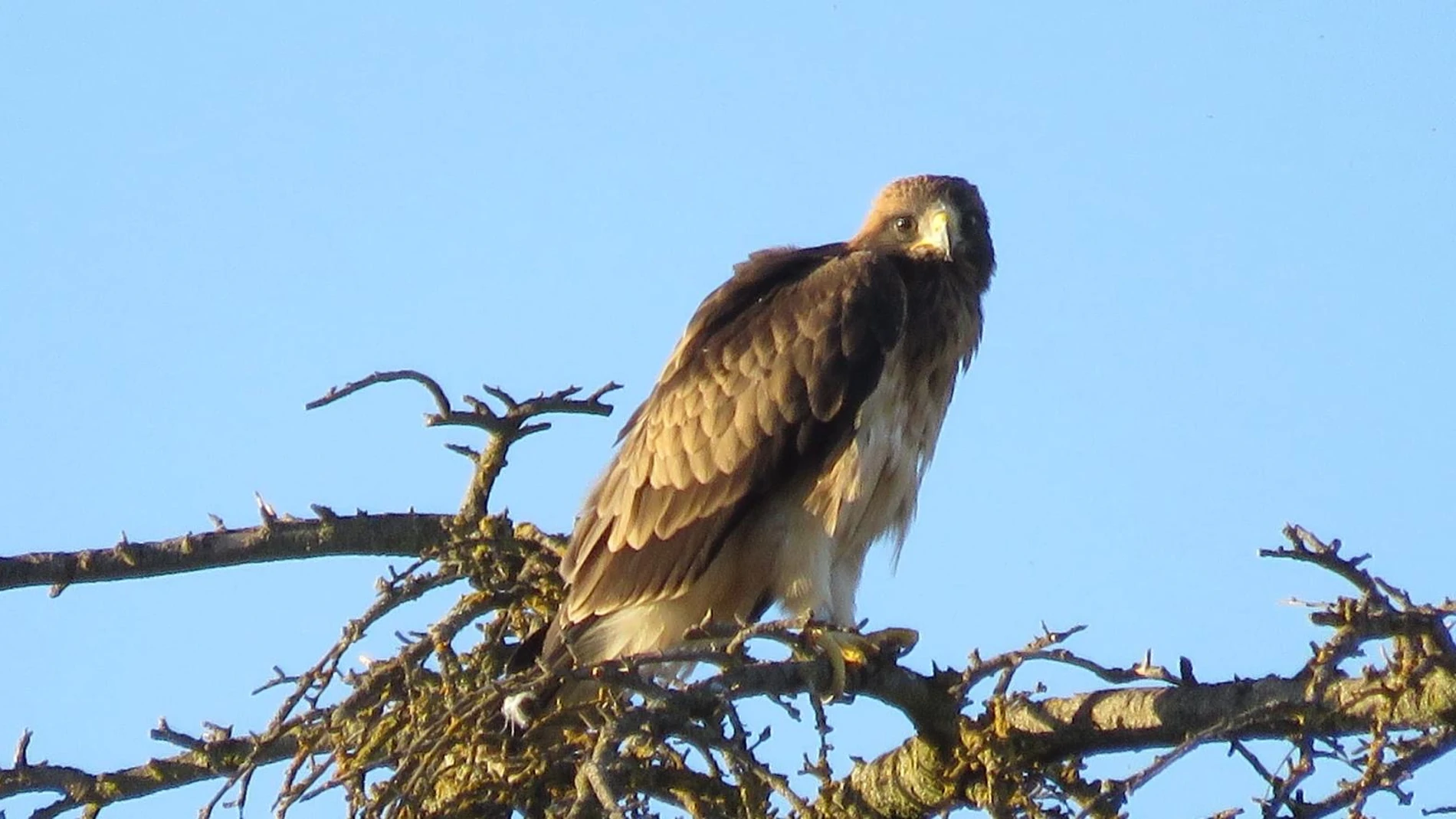 Uno de los ejemplares de águila que ya sobrevuela Valladolid