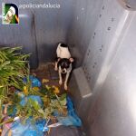 La Policía rescata a un cachorro de perro en Córdoba casi deshidratado que habían tirado en un contenedor de basura