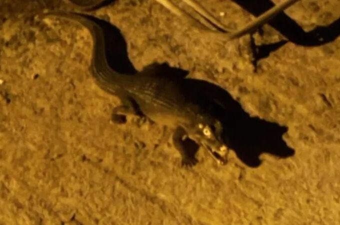 Imagen del supuesto reptil