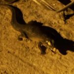Imagen del supuesto reptil