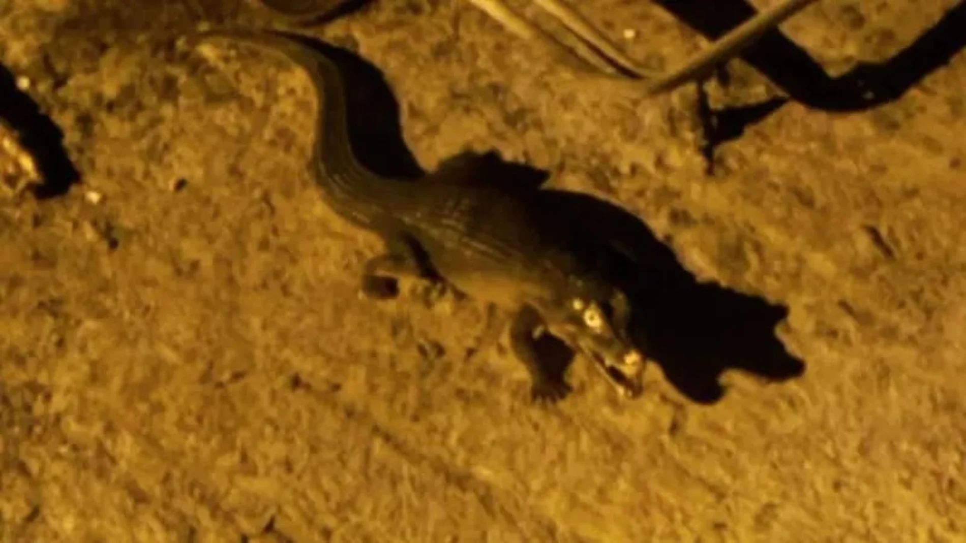 Imagen del supuesto reptil