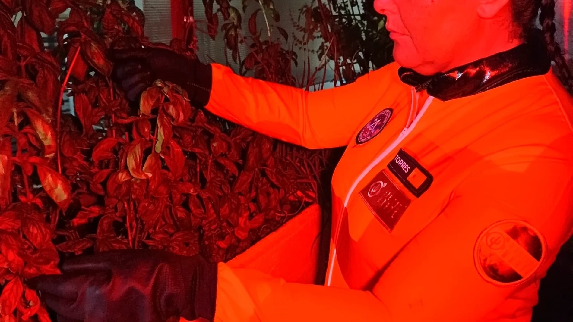 Misión exitosa: avances para cultivar rábanos, cebollino o tomateras enanas fuera de nuestro planeta
