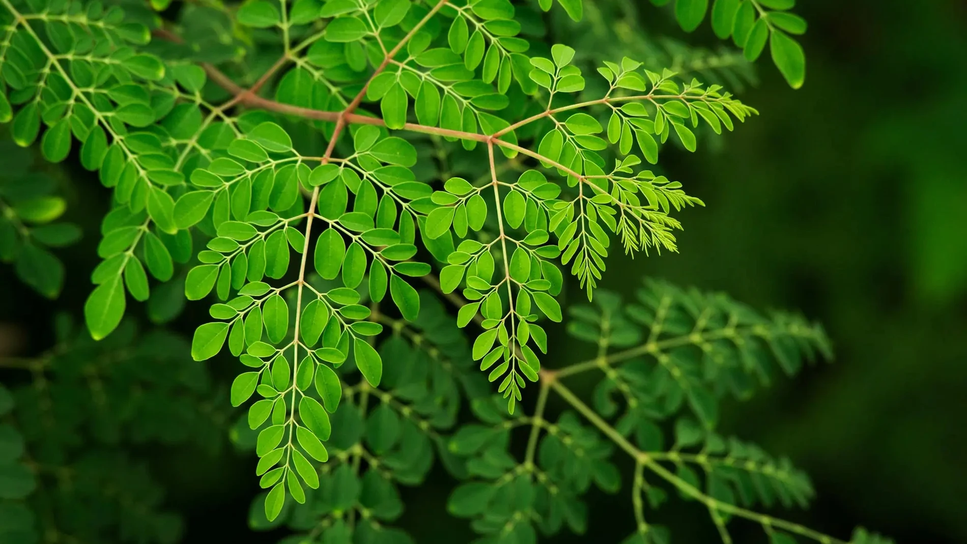 La planta que tiene más calcio que la leche, más potasio que el plátano y más magnesio que el chocolate