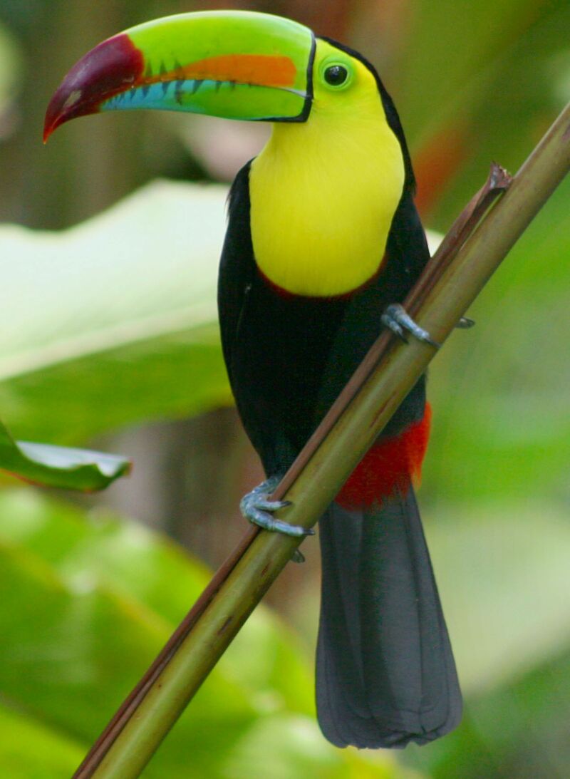 Tucán (Costa Rica)