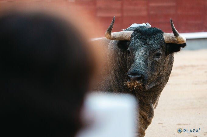 Septiembre devuelve el protagonismo al toro en Las Ventas con desafíos y corrida concurso