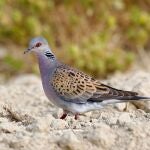 Buena noticia para los cazadores: Andalucía recupera a finales de agosto la caza de la tórtola europea después de cuatro años 
