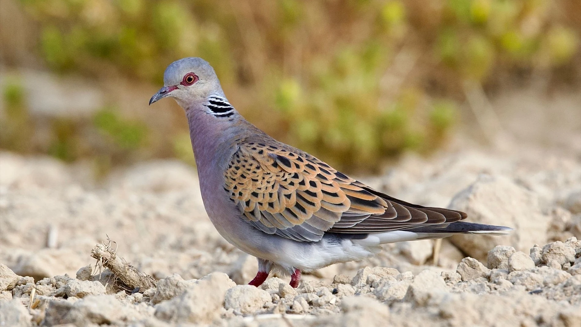 Buena noticia para los cazadores: Andalucía recupera a finales de agosto la caza de la tórtola europea después de cuatro años