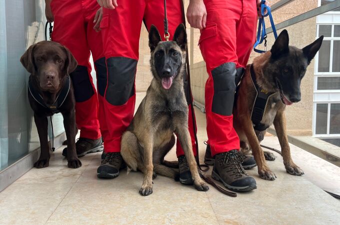 "Ron", "Hammer" y "Shanna", salvadores de cuatro patas