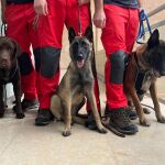 "Ron", "Hammer" y "Shanna", salvadores de cuatro patas