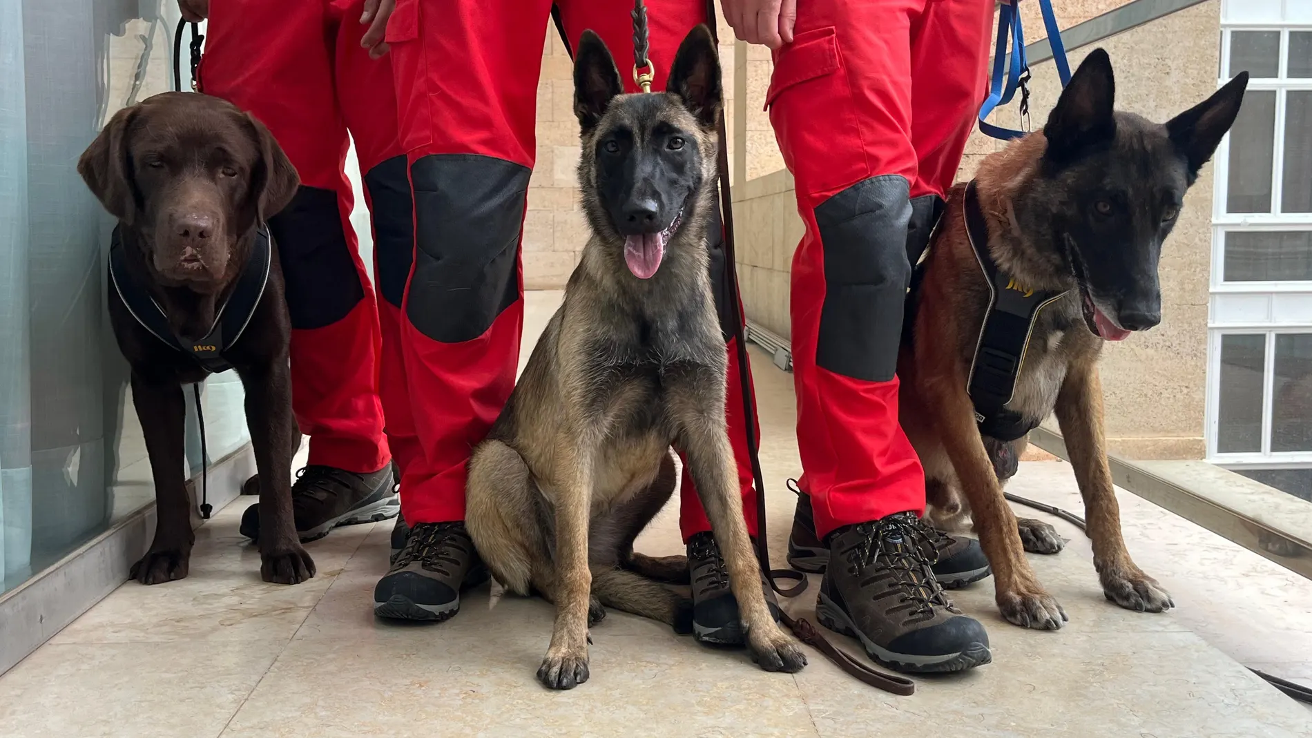 "Ron", "Hammer" y "Shanna", salvadores de cuatro patas