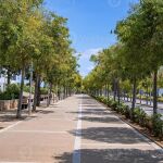 Los vemos por todas partes, pero ¿para que sirven las hileras de árboles a lo largo de las carreteras?