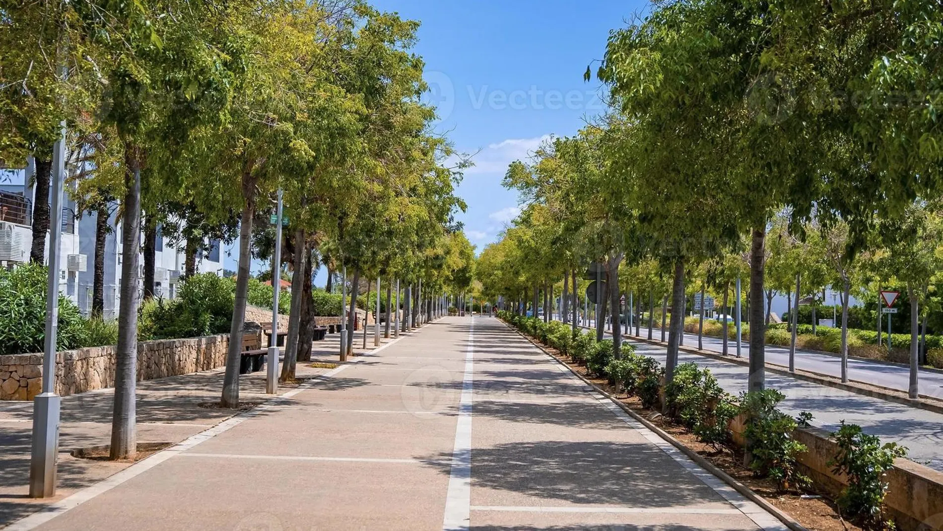 Los vemos por todas partes, pero ¿para que sirven las hileras de árboles a lo largo de las carreteras?