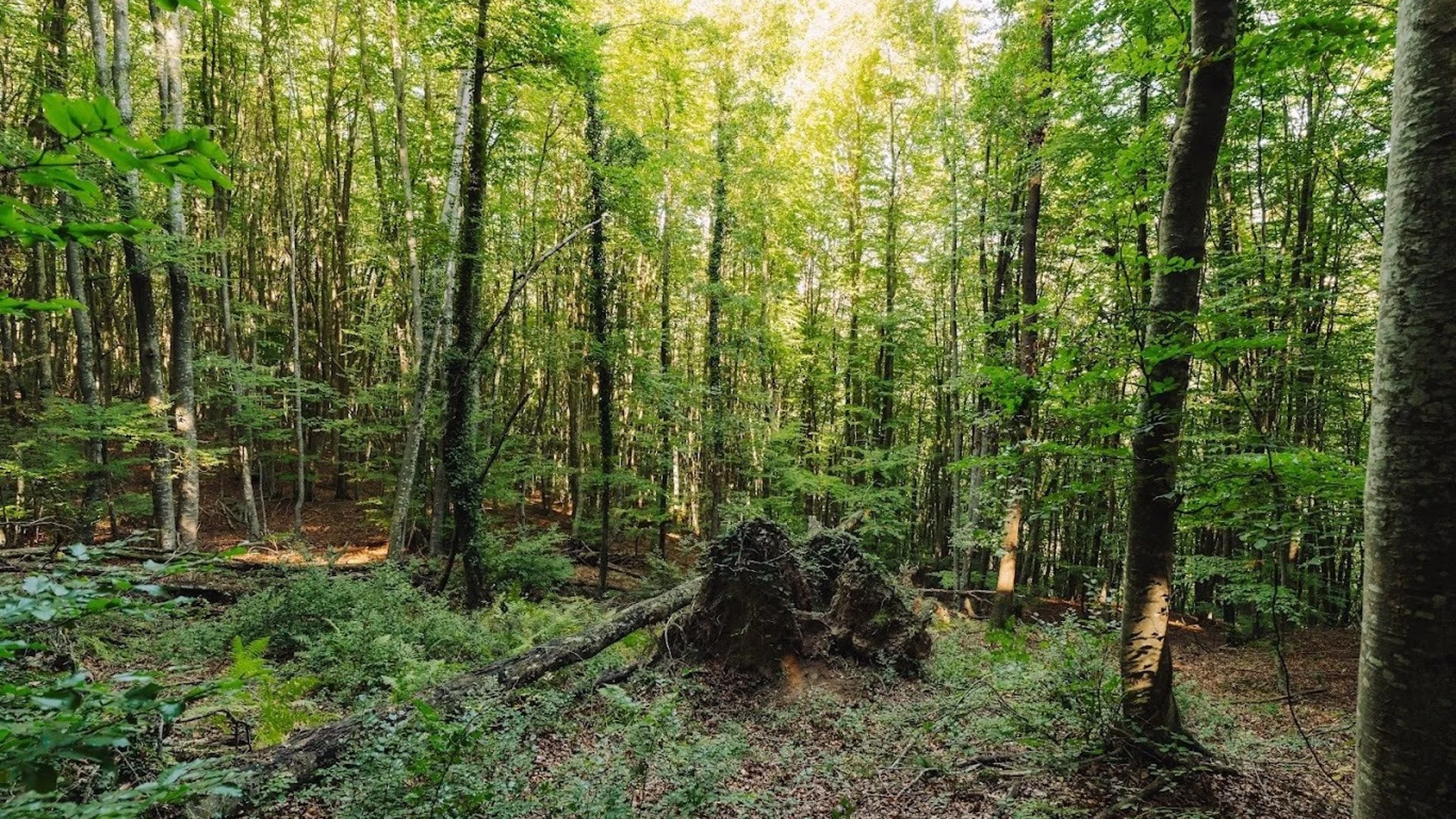 Los bosques europeos absorben menos CO2 y están en riesgo los objetivos de la UE, según un estudio