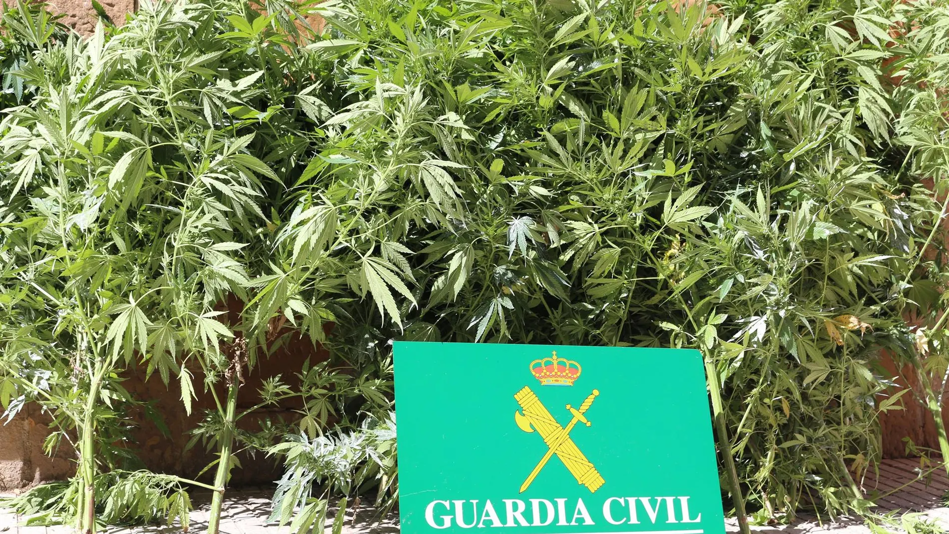 La Guardia Civil desmantela una plantación de marihuana en una vivienda de Miraflores y detiene a tres personas