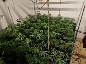 Imagen de la plantación intervenida en Los Palacios