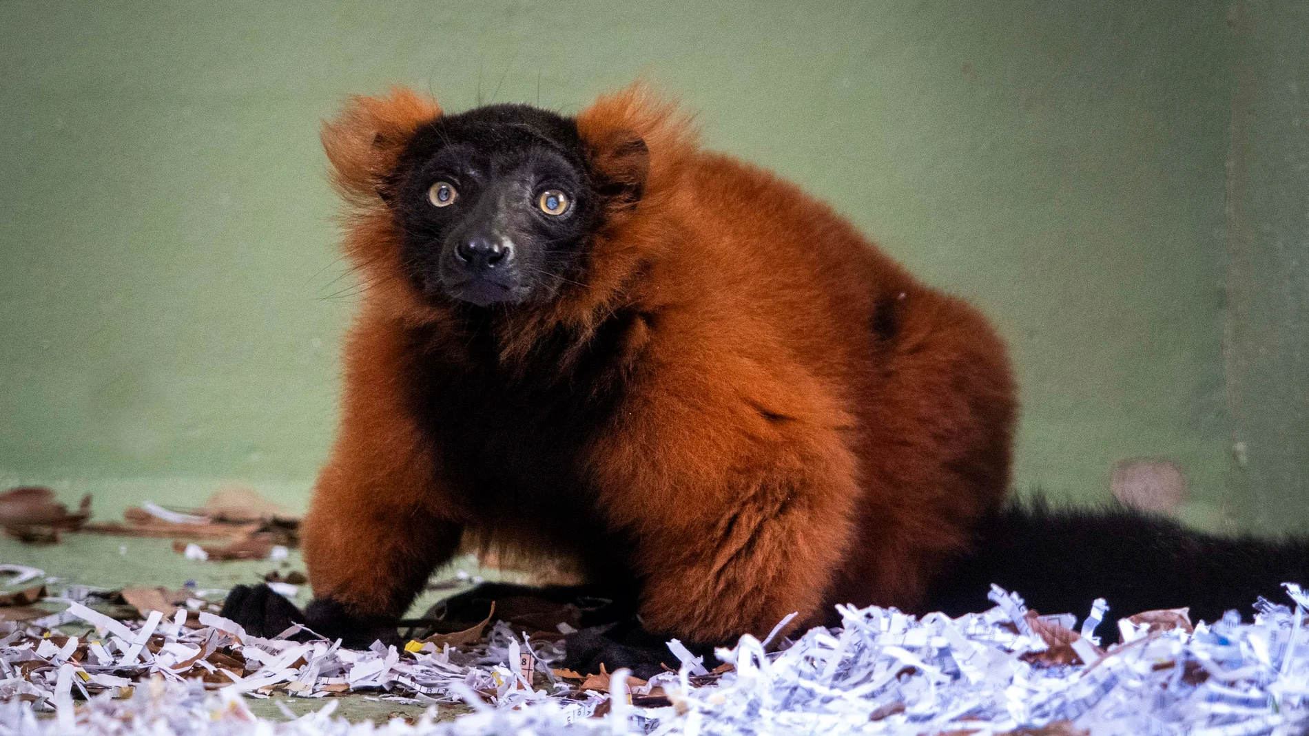 El nuevo habitante de Bioparc Valencia, una especie en crítico peligro de extinción