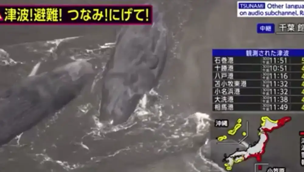 Ballenas en la costa de Japón