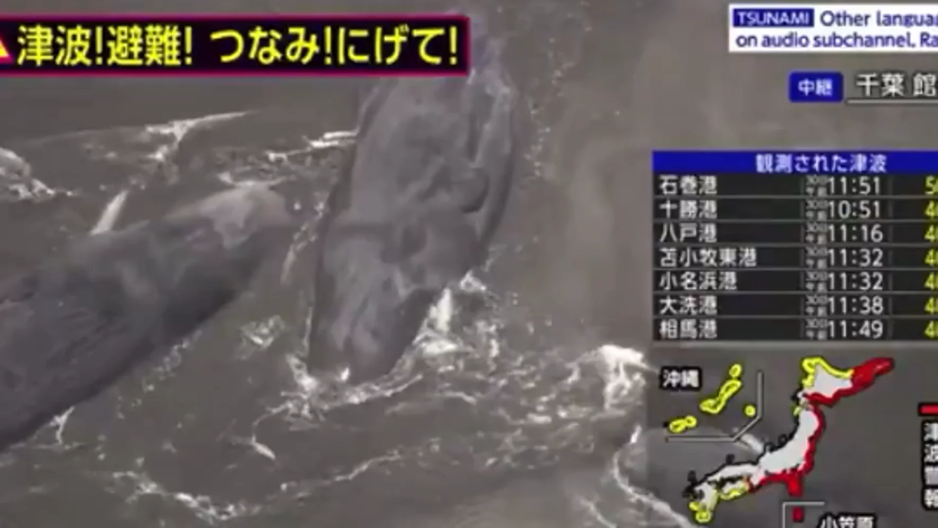 Ballenas en la costa de Japón