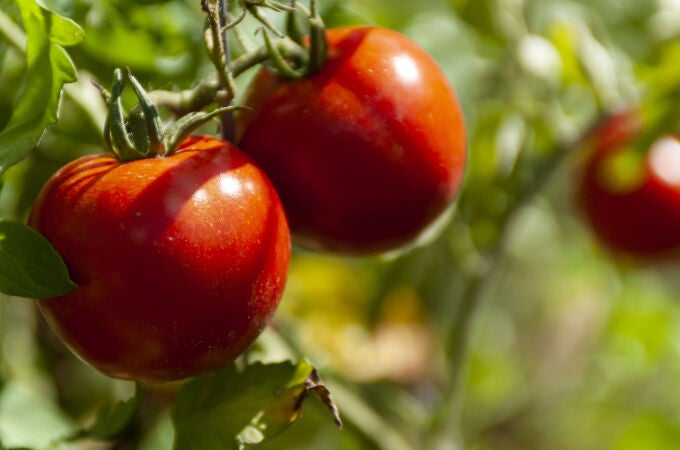Los tomates agradecen que los riegues a esta hora: crecen fuertes y sin quemaduras
