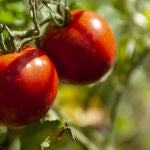 Los tomates agradecen que los riegues a esta hora: crecen fuertes y sin quemaduras