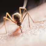 Ni sprays caros ni remedios caseros dudosos: la forma real de alejar a los mosquitos