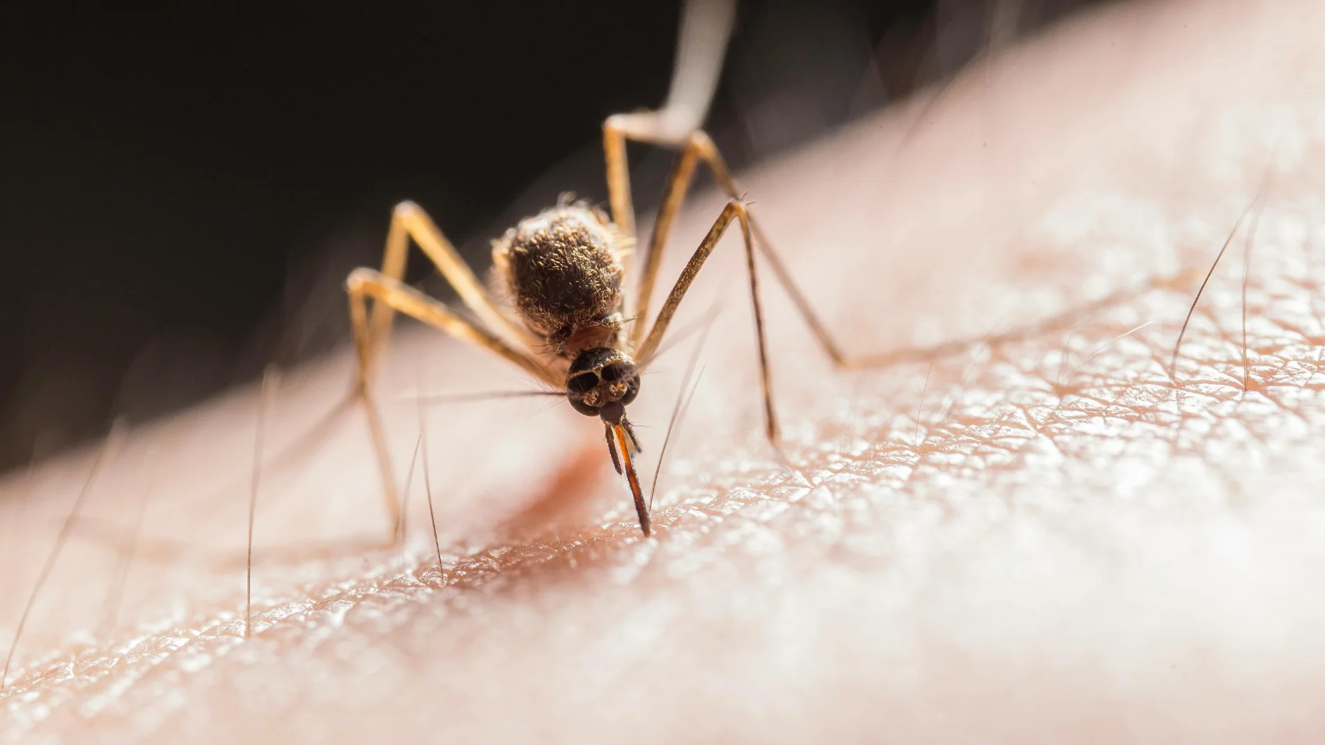 Ni sprays caros ni remedios caseros dudosos: la forma real de alejar a los mosquitos