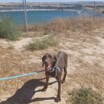 El perro rescatado