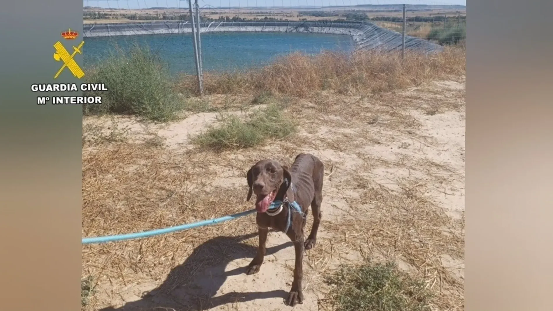 El perro rescatado