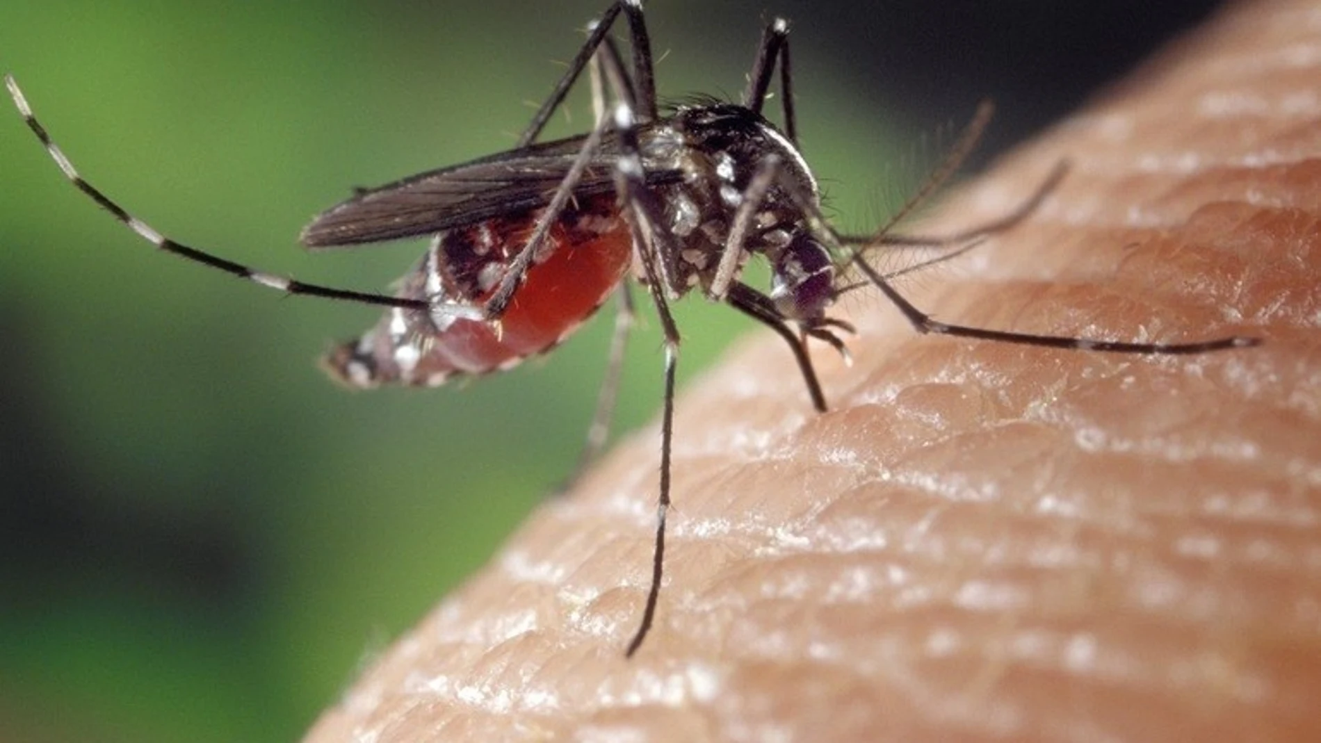 Mosquito tigre REMITIDA / HANDOUT por Irekia Fotografía remitida a medios de comunicación exclusivamente para ilustrar la noticia a la que hace referencia la imagen, y citando la procedencia de la imagen en la firma 31/07/2025